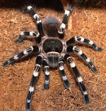 Паук-птицеед Ac geniculata L2-3 600₽