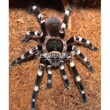 Паук-птицеед Ac geniculata самка 3 см 3000₽