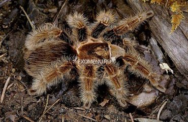 Паук-птицеед Br albopilosum 3-4 линька 650₽