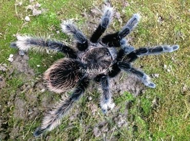Паук-птицеед Br albopilosum L1-3 500₽