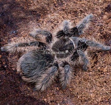 Паук-птицеед Br albopilosum L5-6 700₽