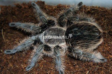 Паук-птицеед Br albopilosum Nicaragua L1-2 900₽