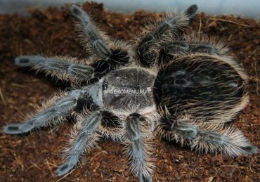 Паук-птицеед Br Аlbopilosum Nicaragua L3-5 1100₽