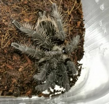 Паук-птицеед Br Albopilosum самка 25 см 2900₽
