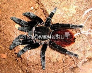Паук-птицеед Br vagans L1-3 400₽