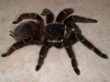 Паук-птицеед Lasiodora parahybana 1-3 линька 500₽
