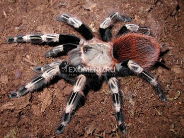 Паук-птицеед Nh chromatus L1-2 800₽