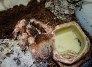 Паук-птицеед Nh coloratovillosus самка L7-8 4000₽