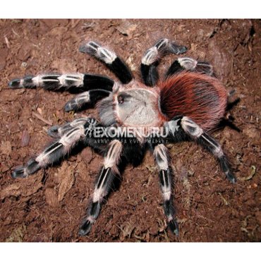 Паук-птицеед Nhchromatus L4-5 1100₽