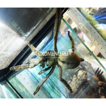 Паук-птицеед Ps cambridgei L 2-4 900₽