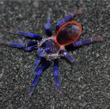 Паук-птицеед Pterinopelma sazimai L 1-3 линька 1550₽