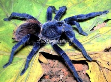 Паук-птицеед Pterinopelma sazimai L 4-5 линька 1 см 1900₽