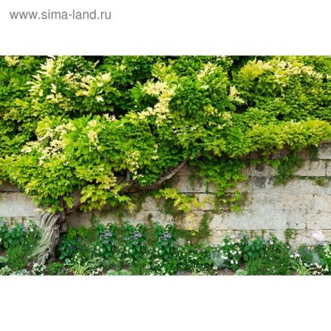 Фотобаннер 300 160 см с фотопечатью люверсы шаг 1 м Лиана 2280₽