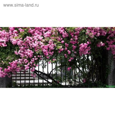Фотобаннер 300 160 см с фотопечатью люверсы шаг 1 м Терраса 2280₽