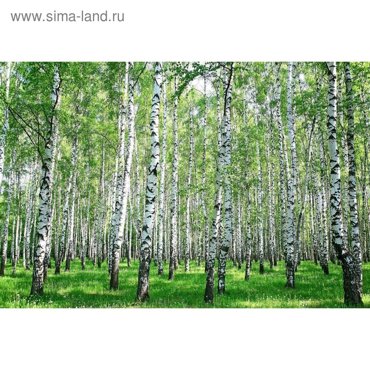 Фотобаннер 300 200 см с фотопечатью люверсы шаг 1 м Берёзовая роща 2800₽