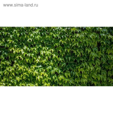 Фотобаннер 300 200 см с фотопечатью люверсы шаг 1 м Виноградная стена 2800₽