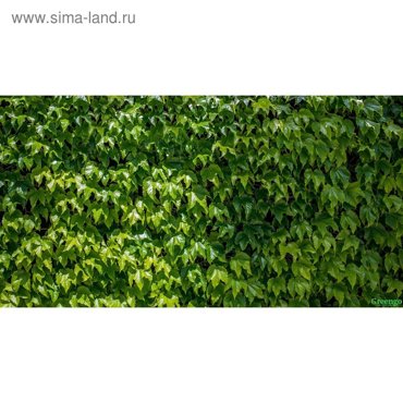 Фотосетка 250 158 см с фотопечатью люверсы шаг 1 м Виноградная стена 2532₽