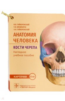 Анатомия человека. Кости черепа. 23 карточки